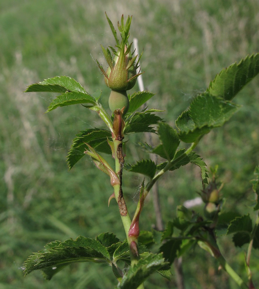 Image of Rosa lapidosa specimen.