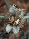 Datura wrightii