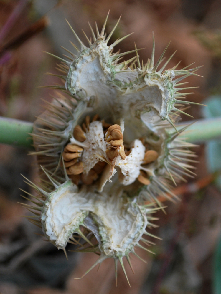 Изображение особи Datura wrightii.