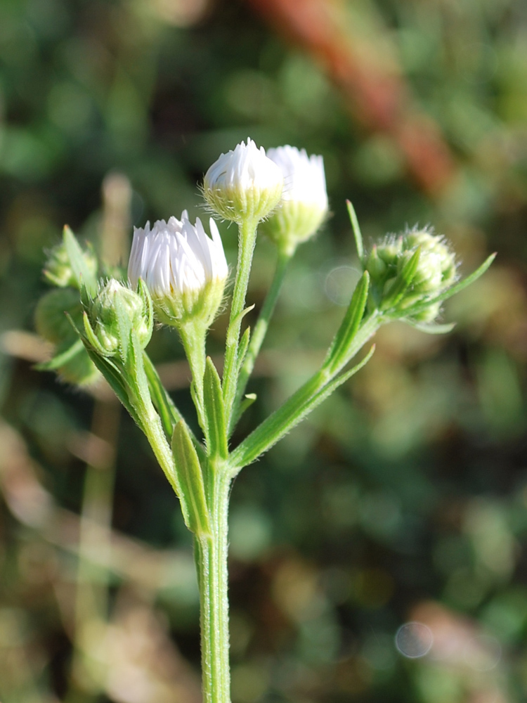 Изображение особи Erigeron annuus.