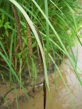 Carex acuta