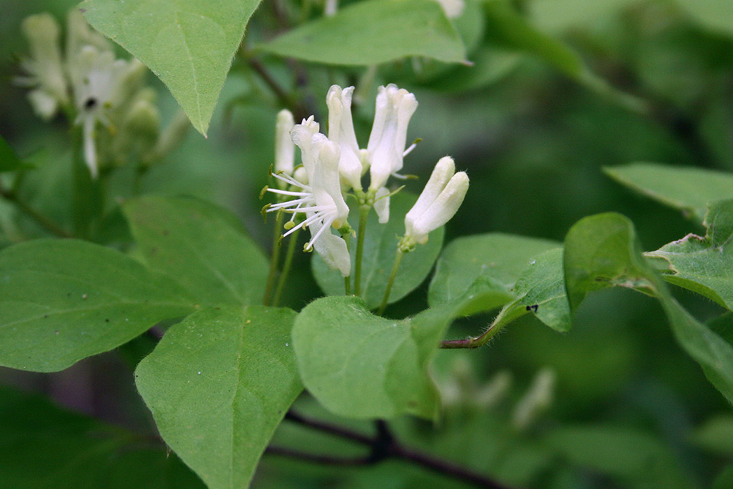 Image of Lonicera chrysantha specimen.