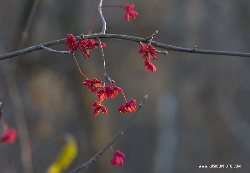 Изображение особи Euonymus europaeus.