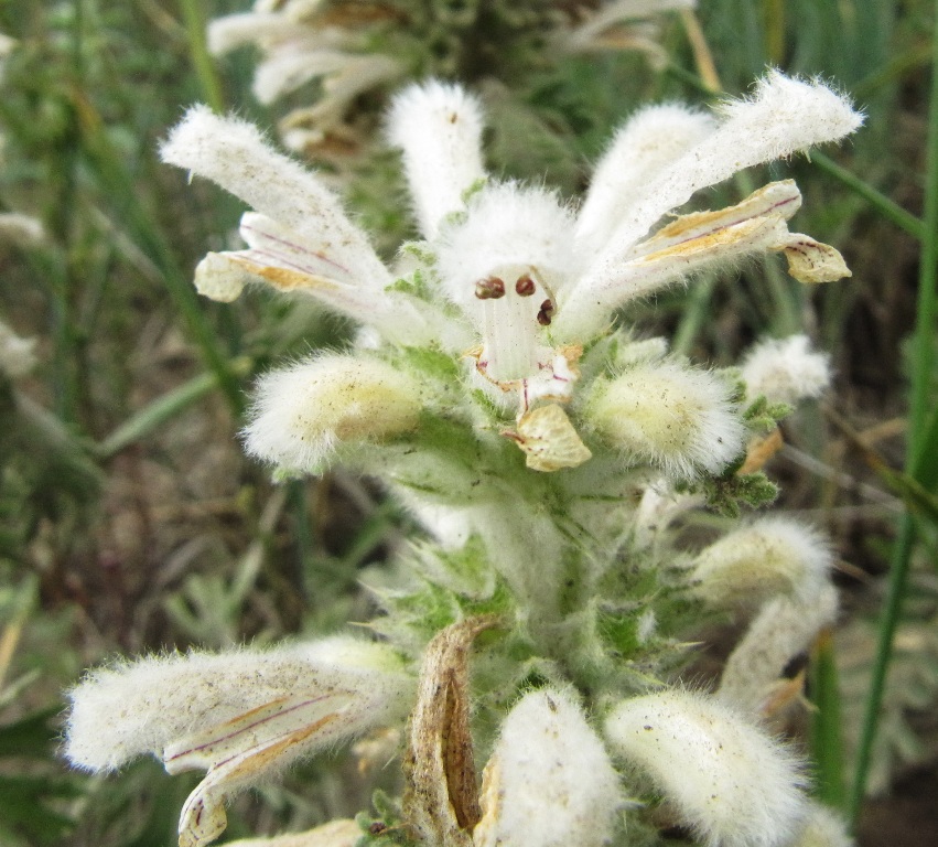 Image of Panzerina lanata specimen.