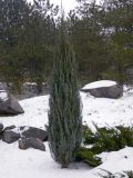 Juniperus scopulorum. Общий вид растения. Украина, г. Кривой Рог, ботанический сад. Январь 2013 г.