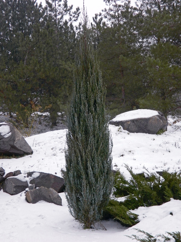 Изображение особи Juniperus scopulorum.