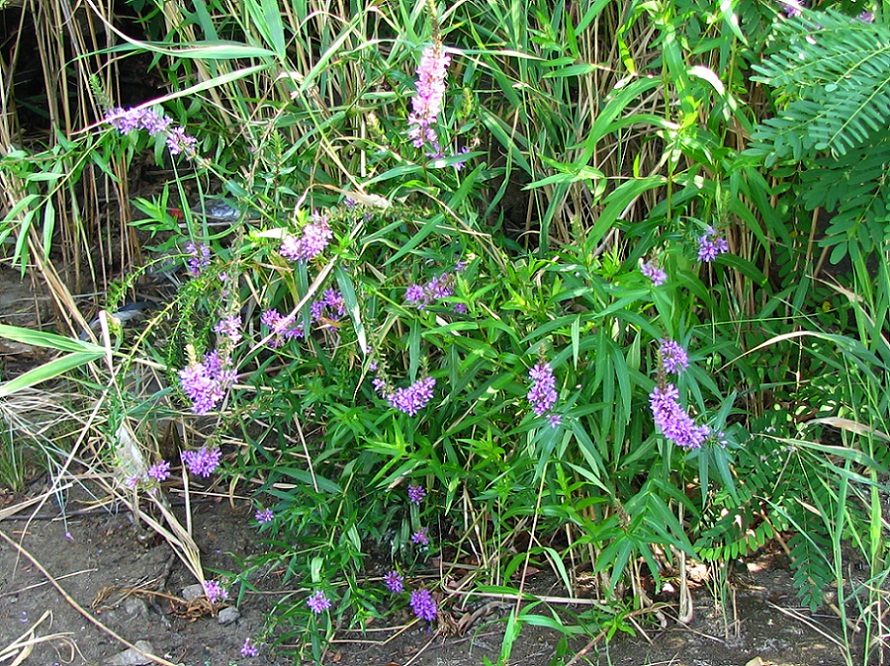 Image of Lythrum intermedium specimen.