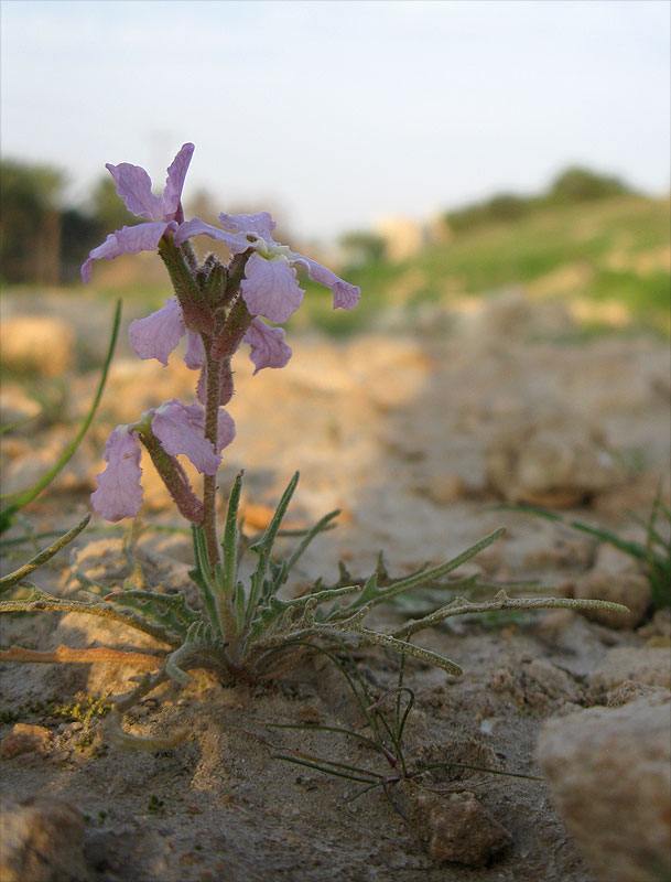 Image of Matthiola longipetala ssp. livida specimen.