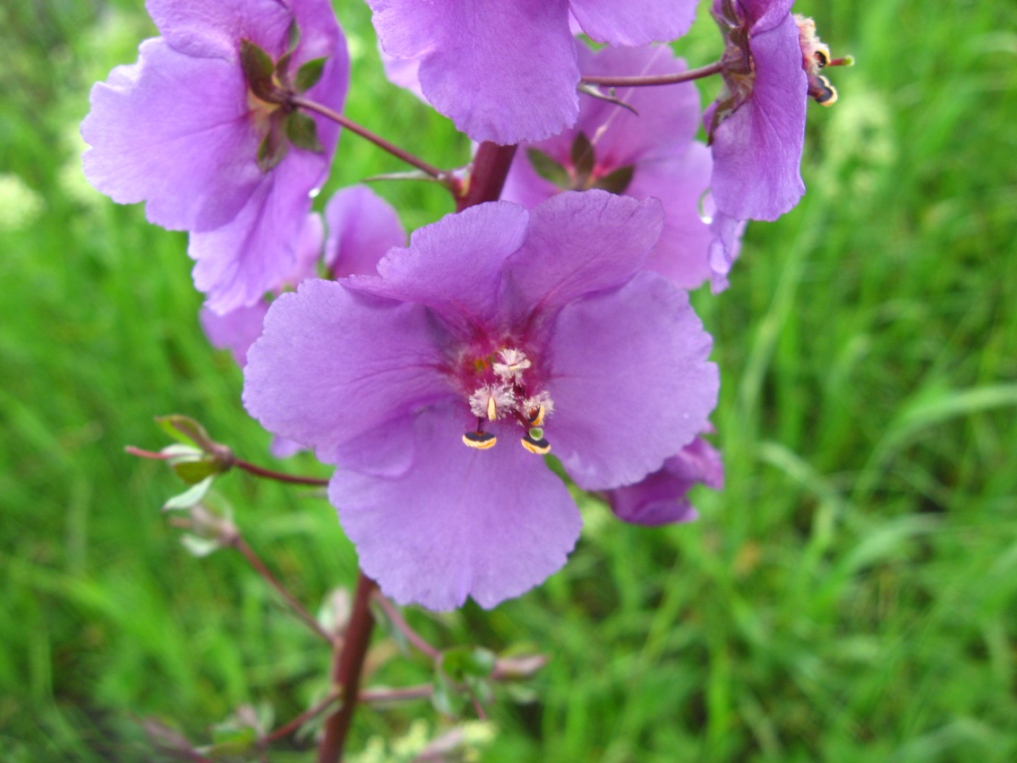 Изображение особи Verbascum phoeniceum.
