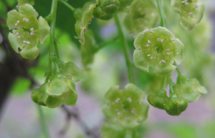 Изображение особи Ribes rubrum.