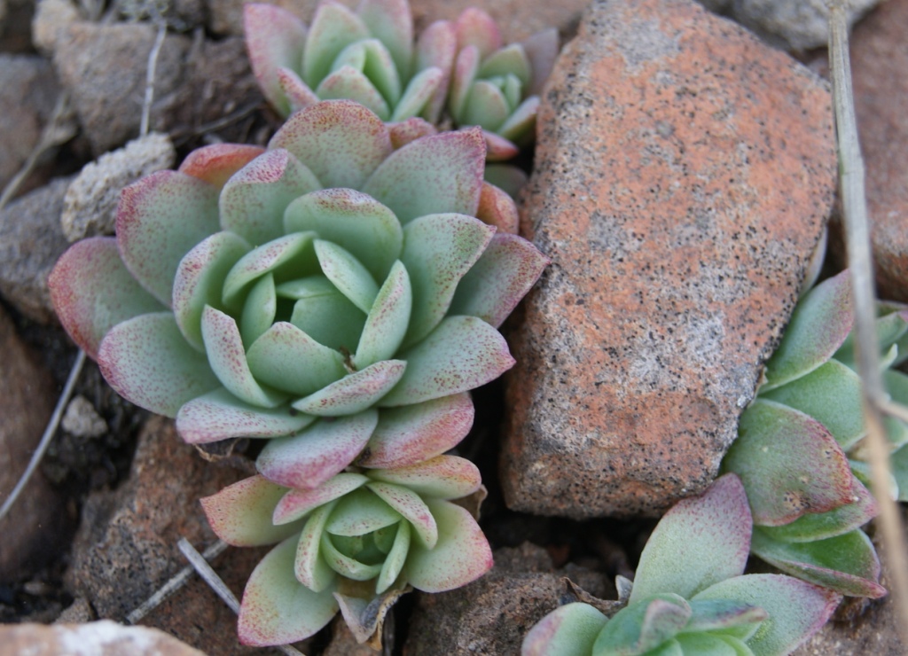 Image of Orostachys malacophylla specimen.