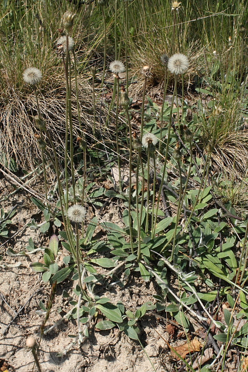 Image of Pilosella officinarum specimen.