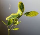 Ilex aquifolium. Верхушка побега ('Aurea marginata'). Германия, г. Кемпен, у велосипедной дорожки. 25.03.2013.
