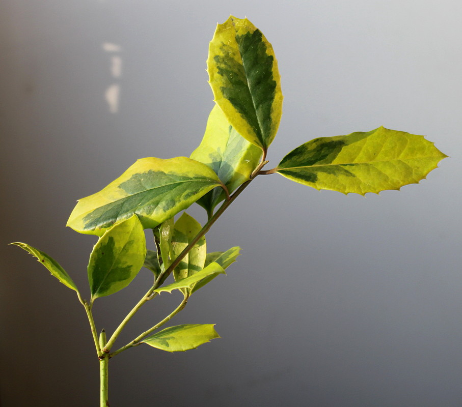 Image of Ilex aquifolium specimen.