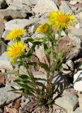 Inula britannica