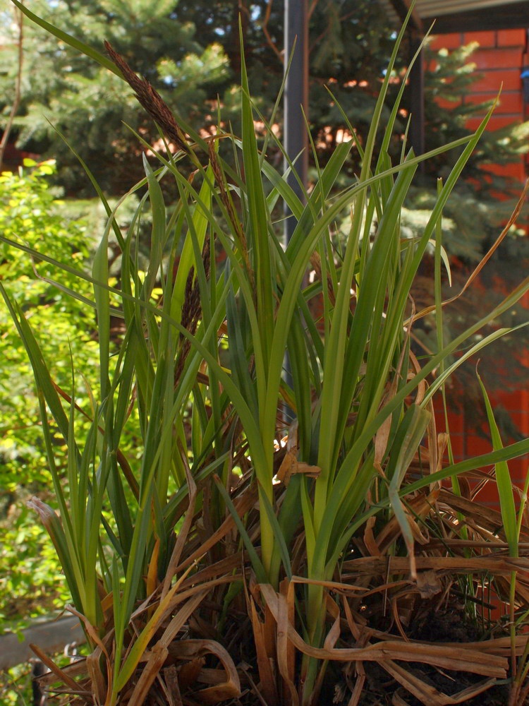 Image of Carex × toezensis specimen.