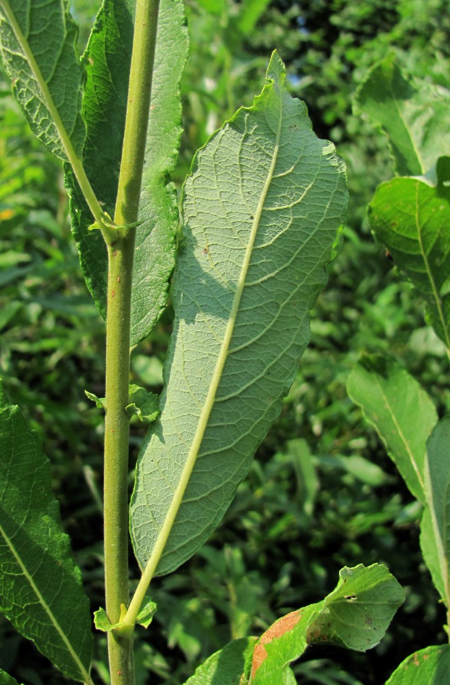 Image of Salix × reichardtii specimen.