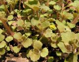 Chrysosplenium pilosum. Молодые растения. Приморский край, Уссурийский р-н, с. Горнотаёжное. 05.05.2013.