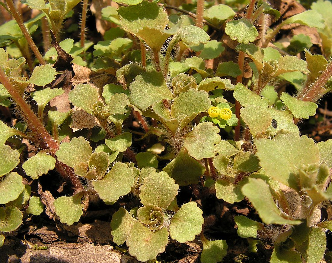 Image of Chrysosplenium pilosum specimen.