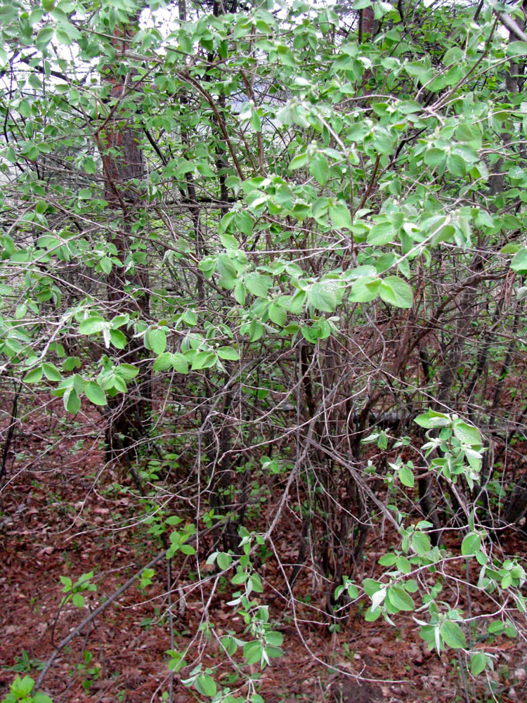 Image of Lonicera steveniana specimen.