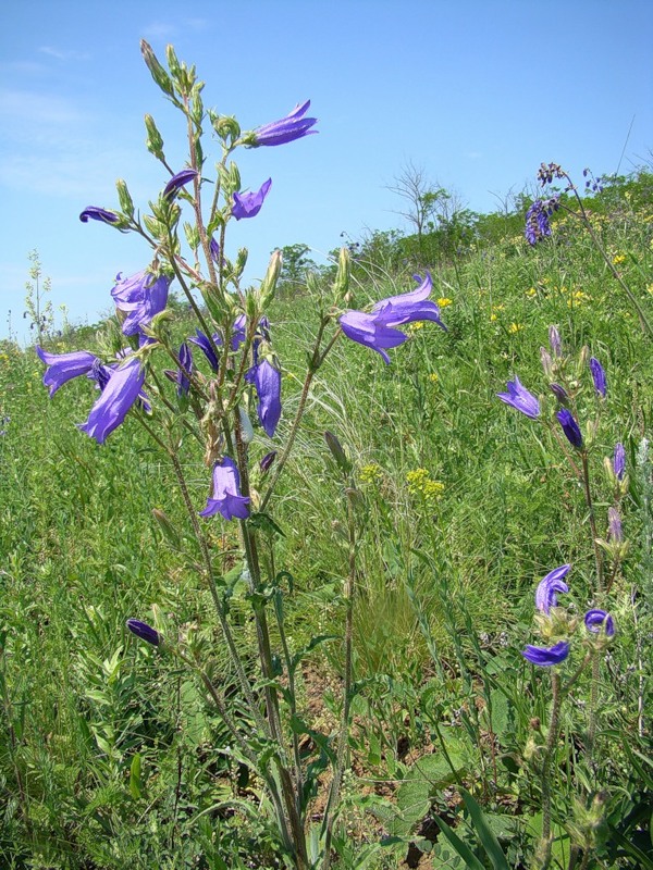 Image of Campanula sibirica specimen.