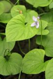 Viola epipsila