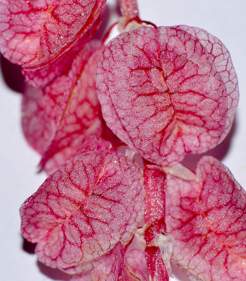 Image of Rumex vesicarius specimen.