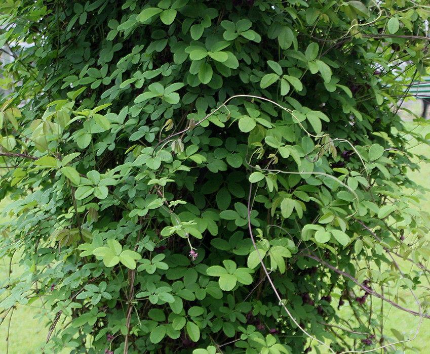 Image of Akebia quinata specimen.