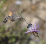 Centaurea