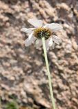 Richteria pyrethroides