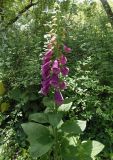 Digitalis purpurea