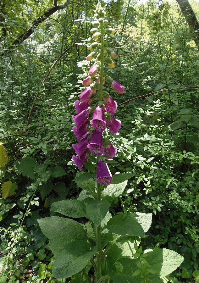 Изображение особи Digitalis purpurea.