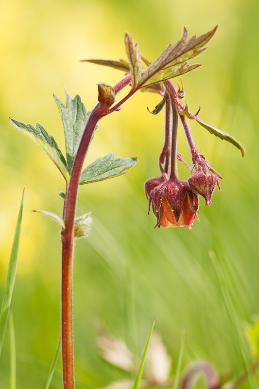 Изображение особи Geum rivale.