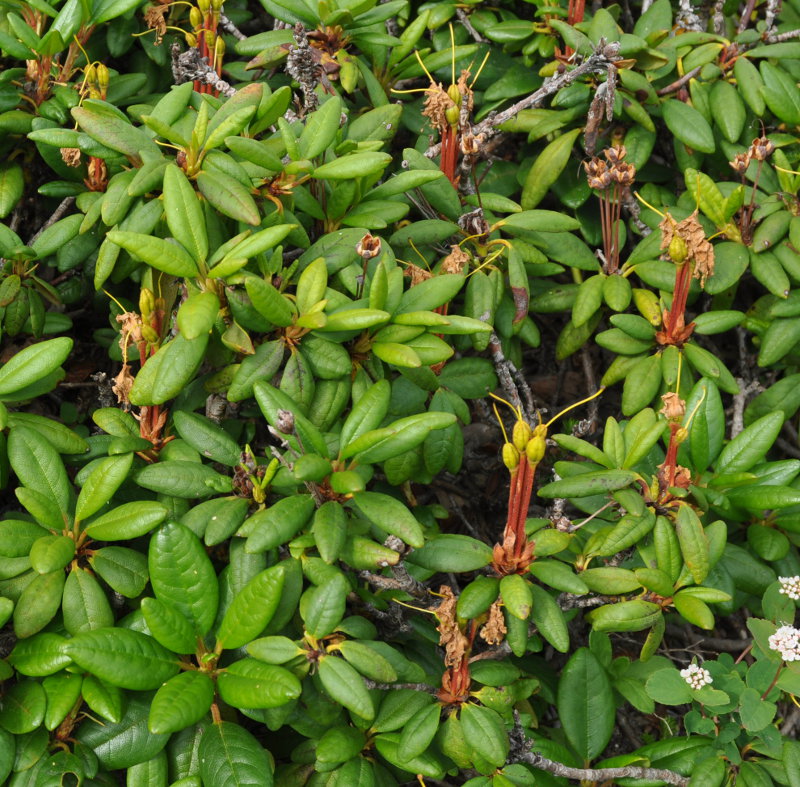 Image of Rhododendron aureum specimen.