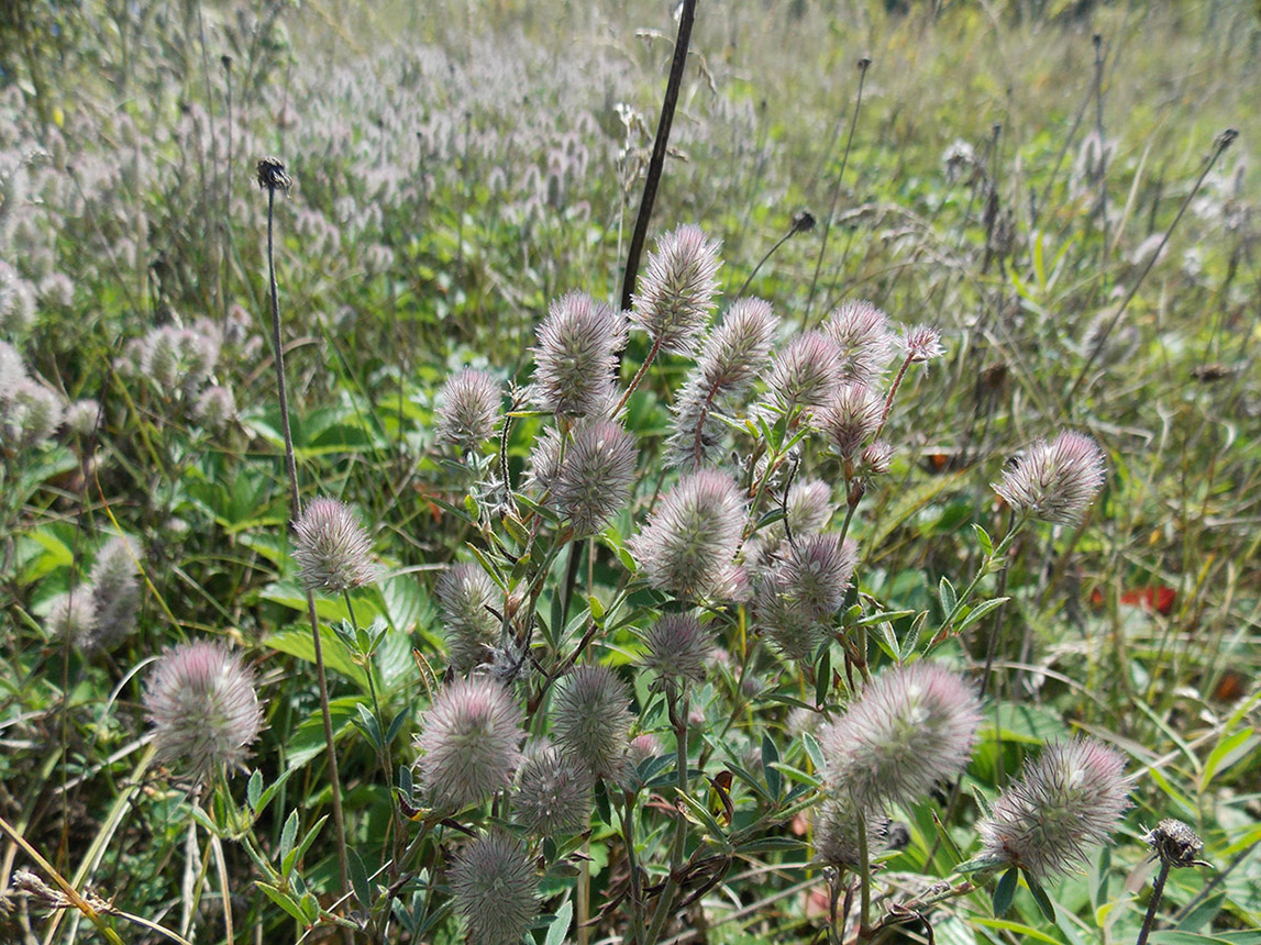 Изображение особи Trifolium arvense.