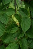 Carpinus cordata