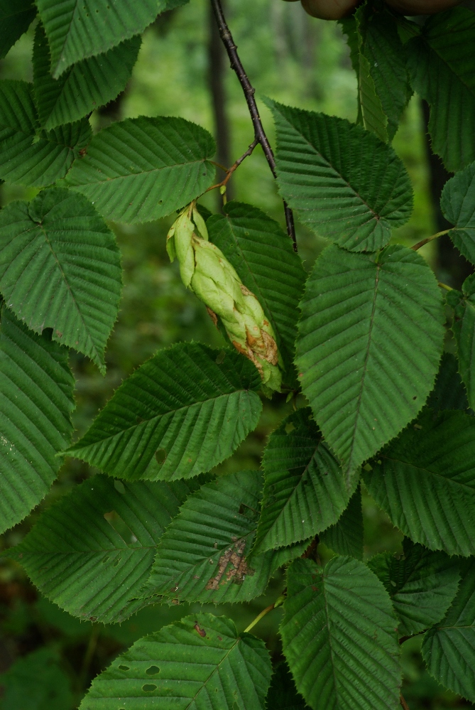 Изображение особи Carpinus cordata.