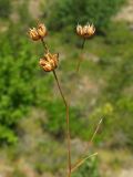 Linum tenuifolium