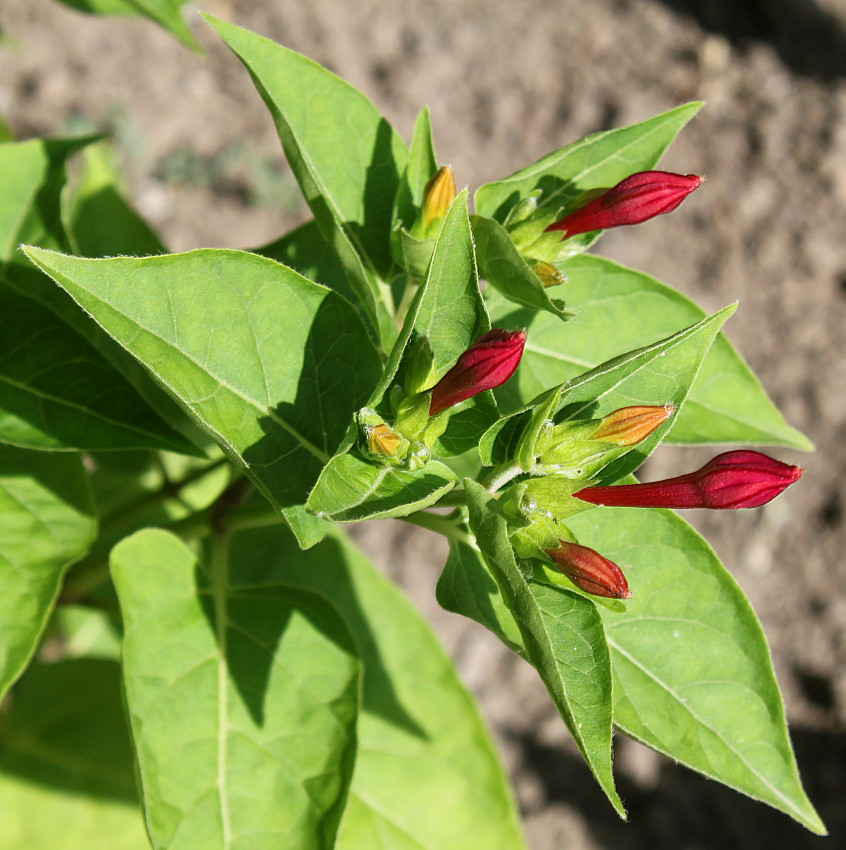 Изображение особи Mirabilis jalapa.