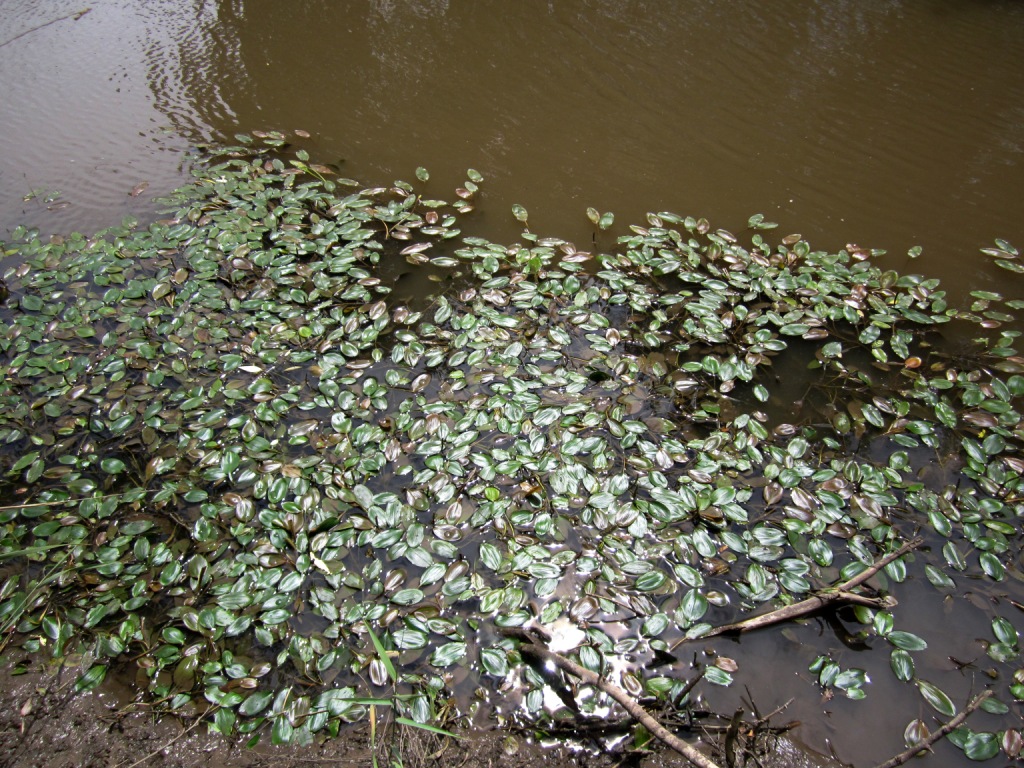 Image of Potamogeton nodosus specimen.