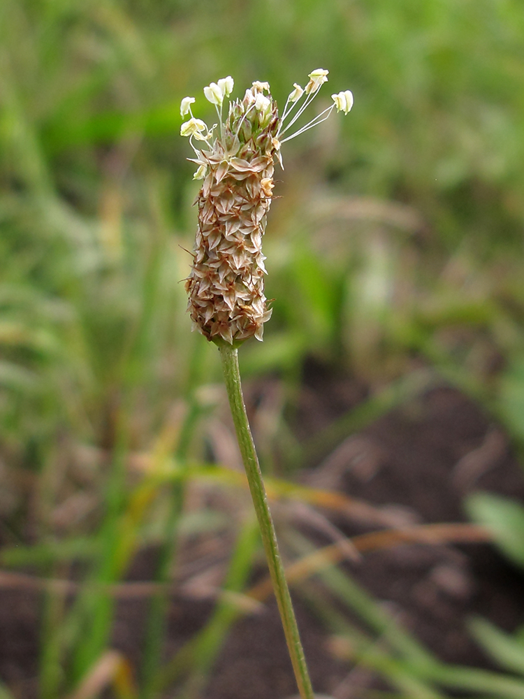 Image of Plantago lanceolata specimen.