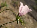 Linum tenuifolium. Цветок. Краснодарский край, окр. г. Геленджик, щель Прасковеевская, обочина дороги по склону хребта над селом Прасковеевка. 21.09.2013.