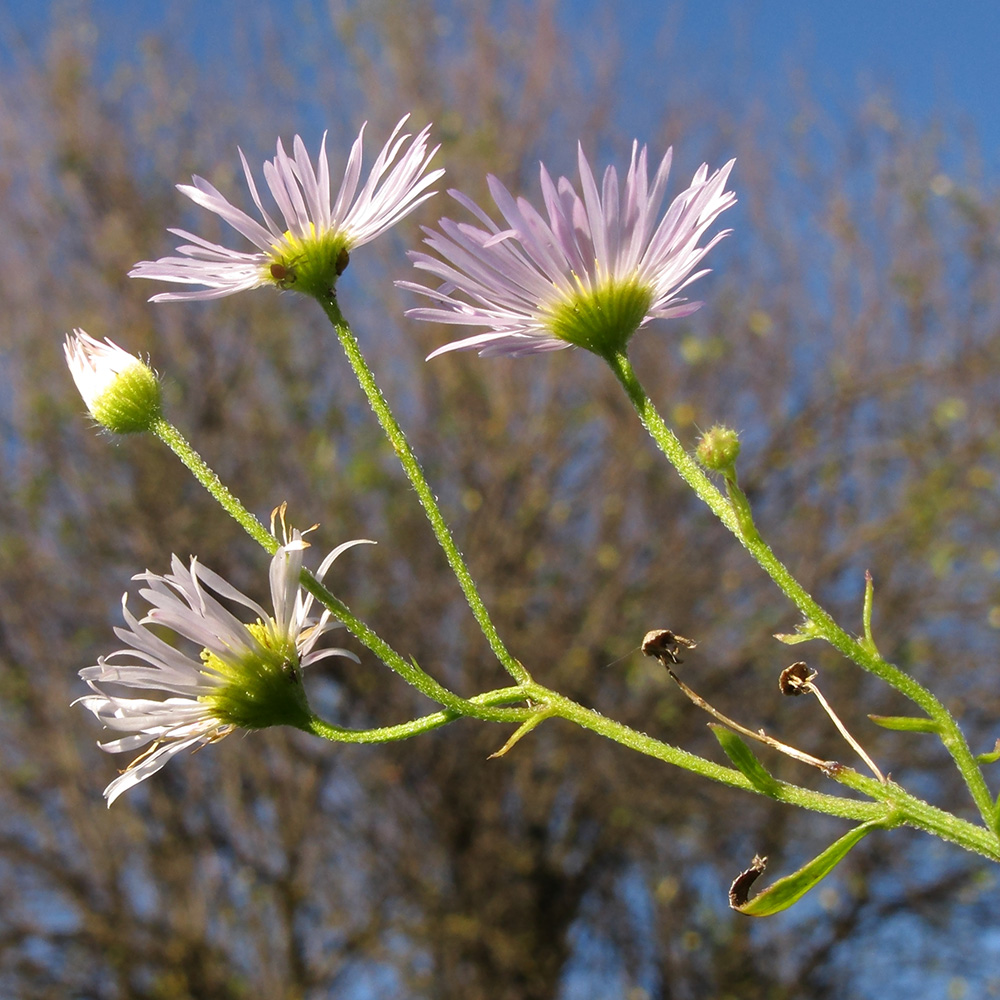 Image of Erigeron annuus specimen.