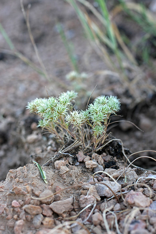 Image of Queria hispanica specimen.