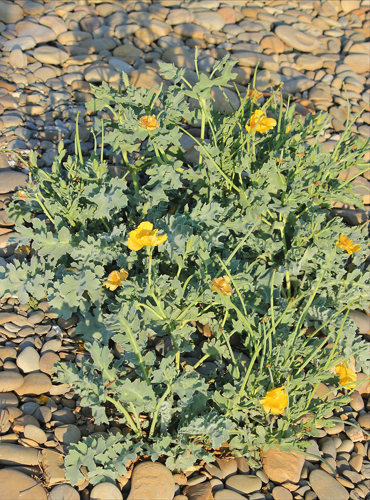 Image of Glaucium flavum specimen.