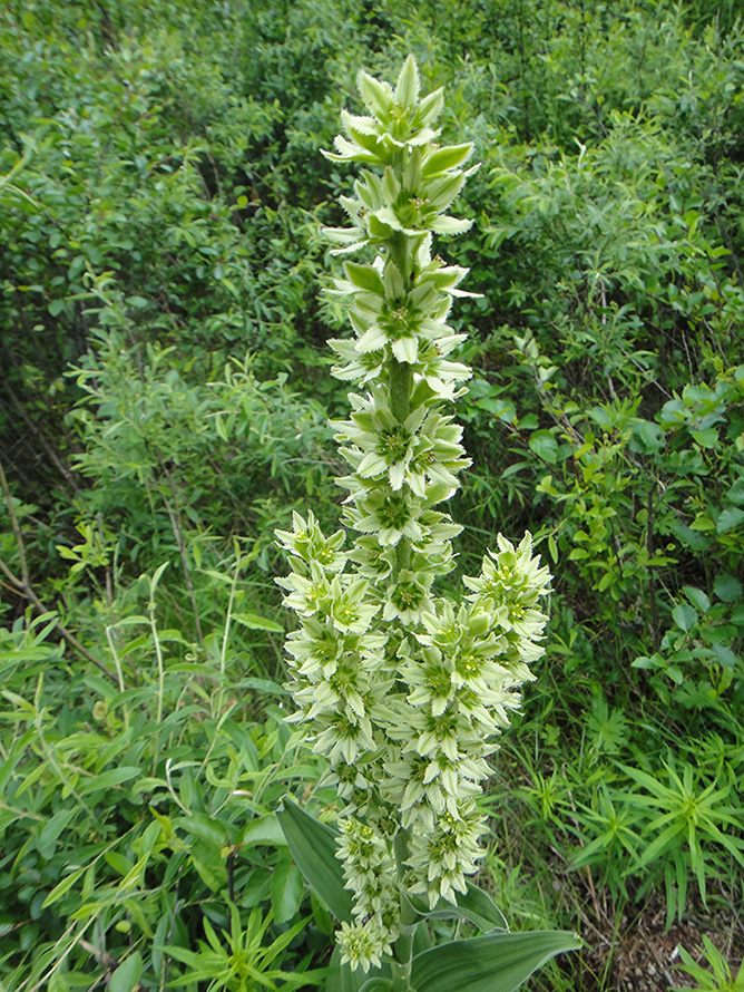 Image of genus Veratrum specimen.