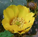 Opuntia ficus-indica