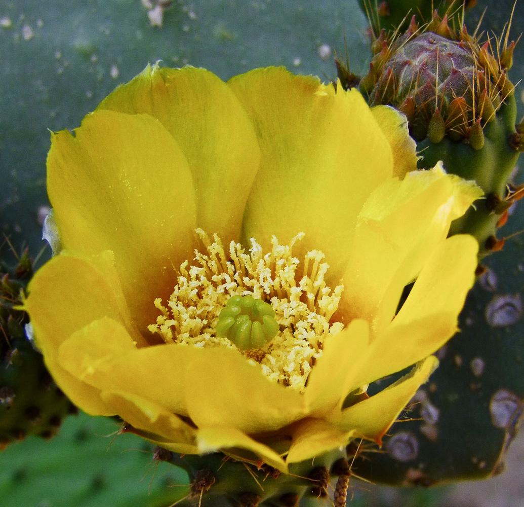 Изображение особи Opuntia ficus-indica.