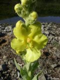 Image of taxon representative. Author is Илья Турбанов