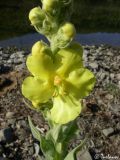 Verbascum phlomoides